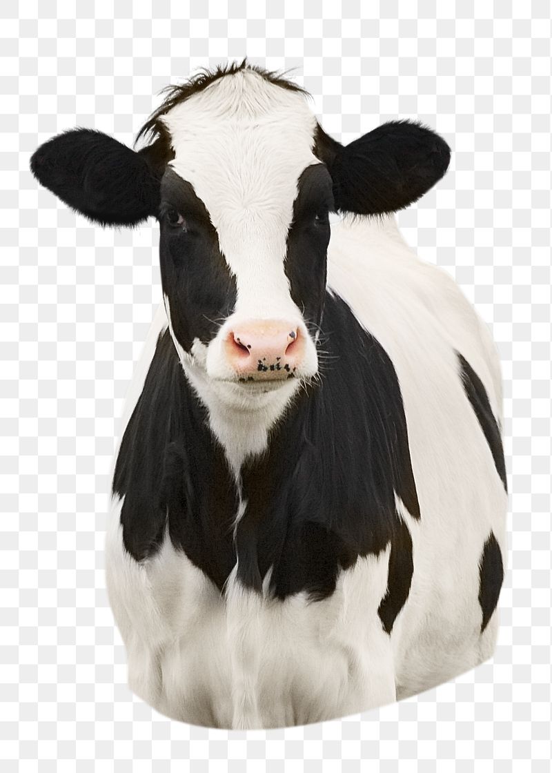 Dairy cow png sticker, transparent | Free PNG - rawpixel