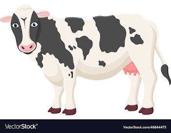 dairy cow spotted cartoon design isolated on white