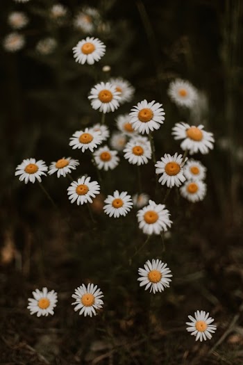 Daisies