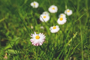 Daisies 2