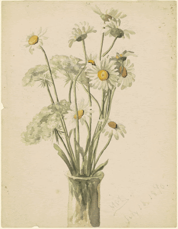 Daisies and Queen Ann's Lace | Free Photo - rawpixel