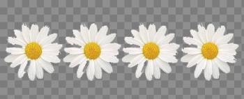 Daisies PNG High-Quality Image