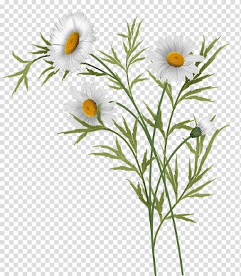 Daisies , white daisy flowers illustration transparent background PNG clipart
