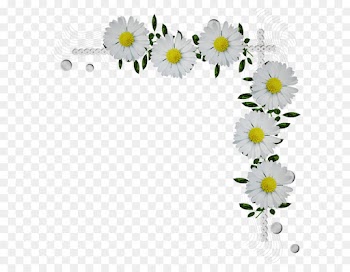 Daisy