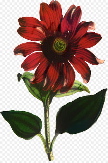 Daisy Family, Art, Botanical Fine Art, Flower, Flowering Plant PNG