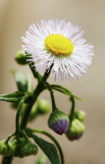 Daisy fleabane flower. Free public | Free Photo - rawpixel