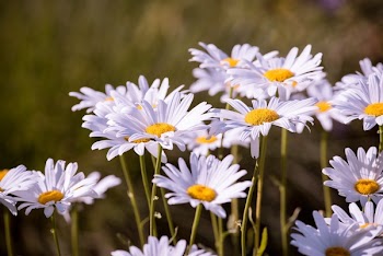 Daisy Flower