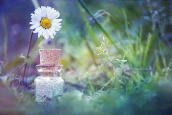 Daisy Flower Beside Bottle