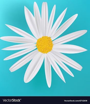 Daisy Flower Icon vector image