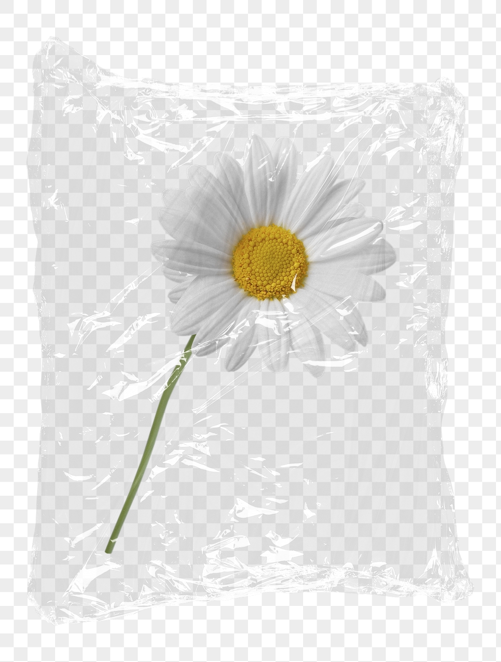 Daisy flower png plastic packaging | Free PNG - rawpixel