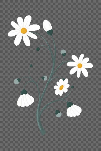 Daisy flower png sticker, aesthetic | Free PNG Sticker - rawpixel