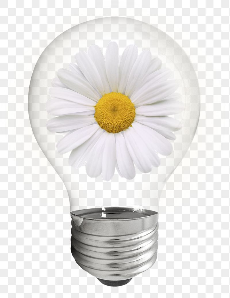 Daisy flower png sticker light | Free PNG - rawpixel