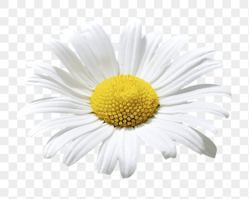 Daisy flower png sticker, transparent | Free PNG - rawpixel