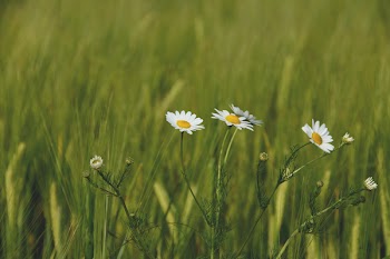 Daisy Flowers