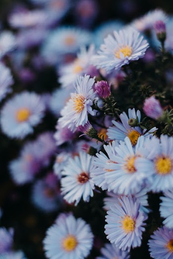 Daisy Flowers