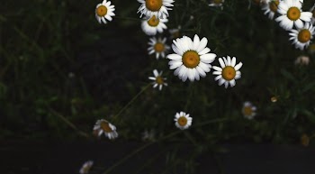 Daisy Flowers In Field