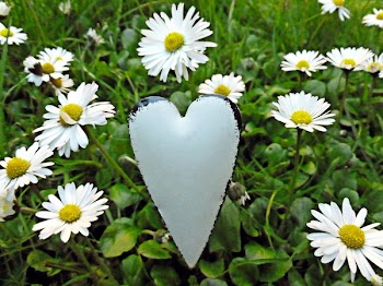 Daisy Lot