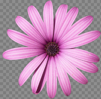 Daisy Purple PNG High-Quality Image