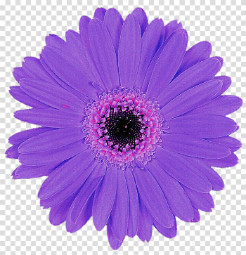 Daisy Purple Transparent Images