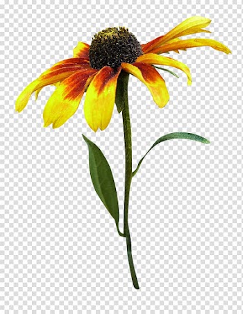 Daisy transparent background PNG clipart