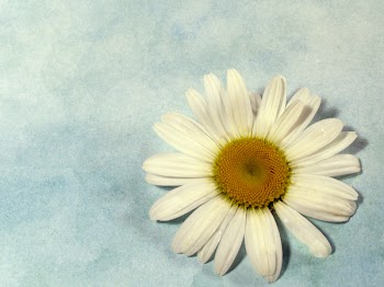daisybackground.jpg