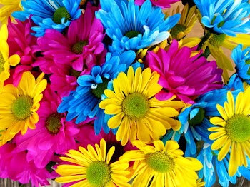 daisys 005.JPG