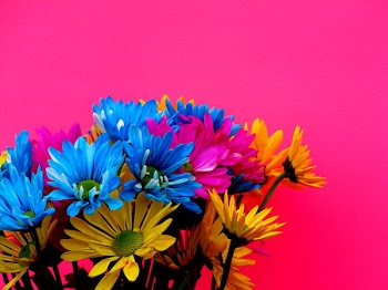 daisys 027.JPG
