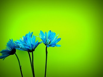 daisys 058.JPG
