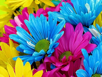 daisys 079.JPG