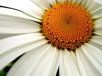 DaisySCN0018.jpg