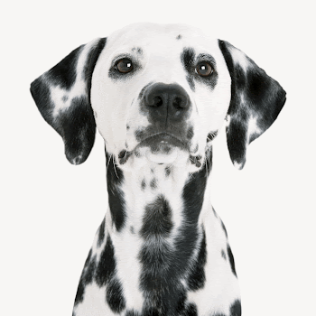 Dalmatian dog collage element, animal | Free PSD - rawpixel