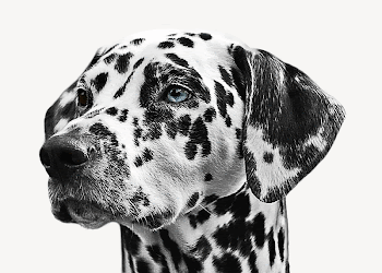 Dalmatian dog collage element psd | Free PSD - rawpixel