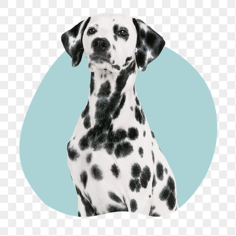 Dalmatian dog png badge sticker, | Free PNG - rawpixel