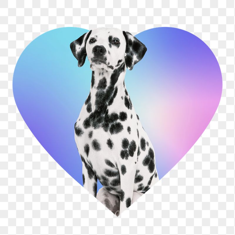 Dalmatian dog png, heart badge | Free PNG - rawpixel