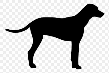 Dalmatian dog png sticker animal | Free PNG - rawpixel