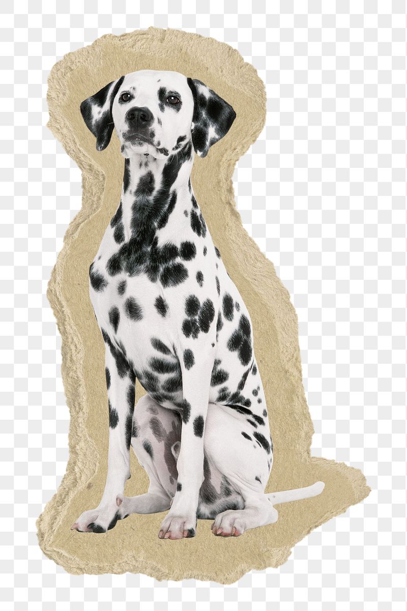 Dalmatian dog png sticker,  | Free PNG - rawpixel