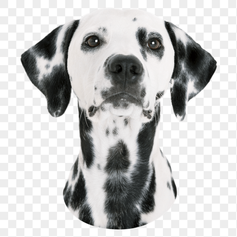 Dalmatian dog png sticker, transparent | Free PNG - rawpixel