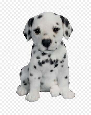 Dalmatian dog Puppy Border Collie Dog breed Companion dog -  