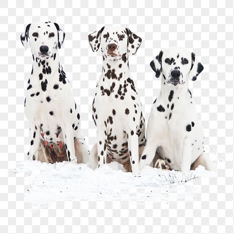 Dalmatian dogs png sticker, animal, | Free PNG - rawpixel
