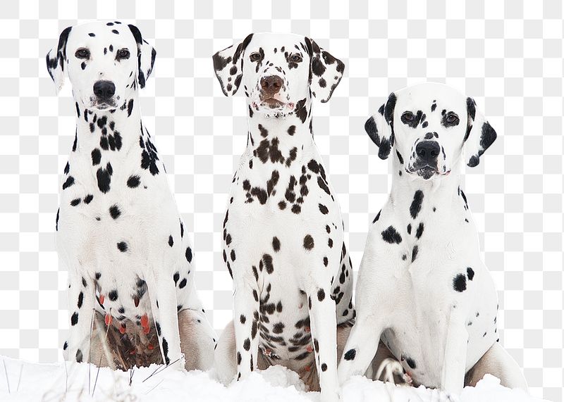 Dalmatian dogs png sticker, animal, | Free PNG - rawpixel