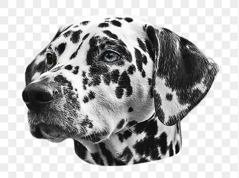 Dalmatian png dog sticker, transparent | Free PNG - rawpixel
