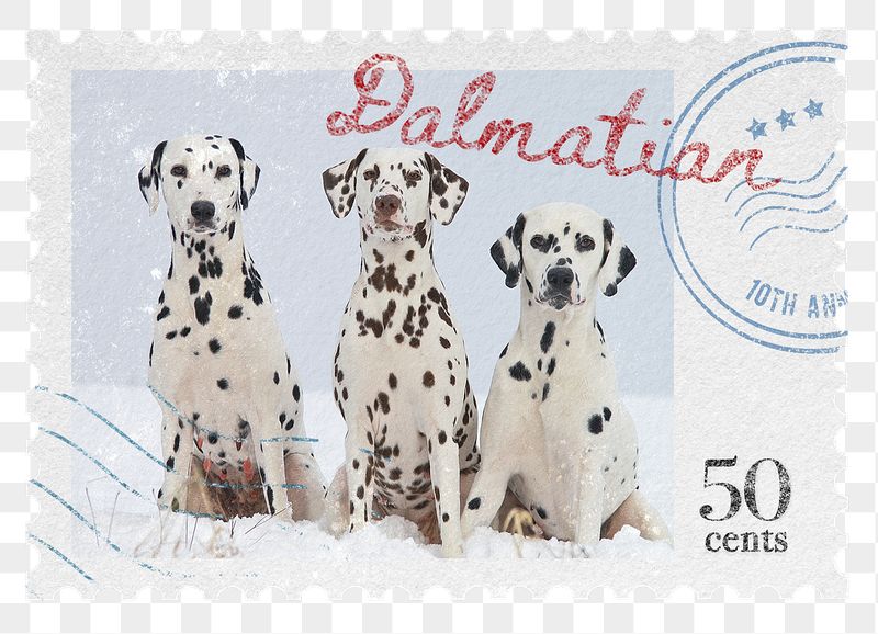 Dalmatian png post stamp sticker, | Free PNG - rawpixel