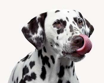 Dalmatian tongue out, pet animal | Free PSD - rawpixel