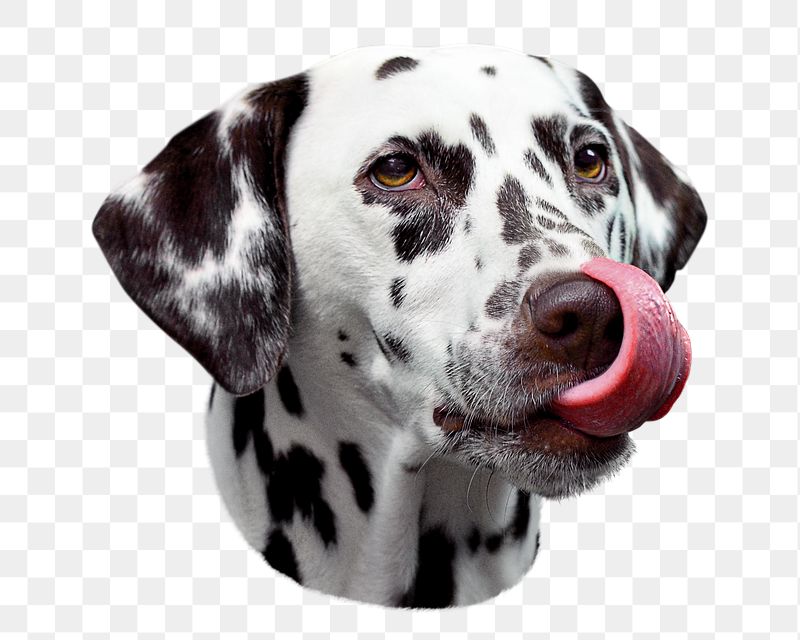 Dalmatian tongue out png sticker, | Free PNG - rawpixel