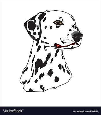 Dalmatian vector image