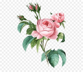Damask rose Flower Poster Botanical illustration Botany - Pink flowers 