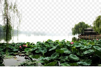 Daming Lake Landscape Fukei - Daming Lake scenery pictures 