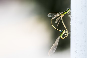 Damselflies Mating 