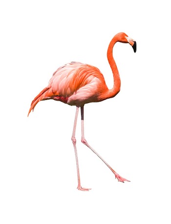 Dancing red caribbean flamingo  isolated on white background. Clipping path included