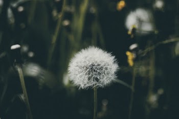 Dandelion